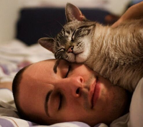 կատվի հետ քնելը `որպես մակաբույծների վարակման պատճառ